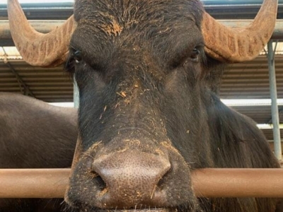 Paestum and visit at the buffalo cheese factory