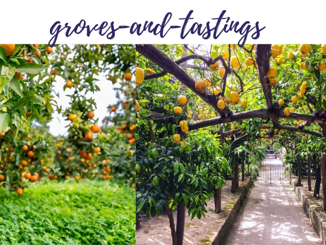 Amalfi Lemon Groves and Tastings